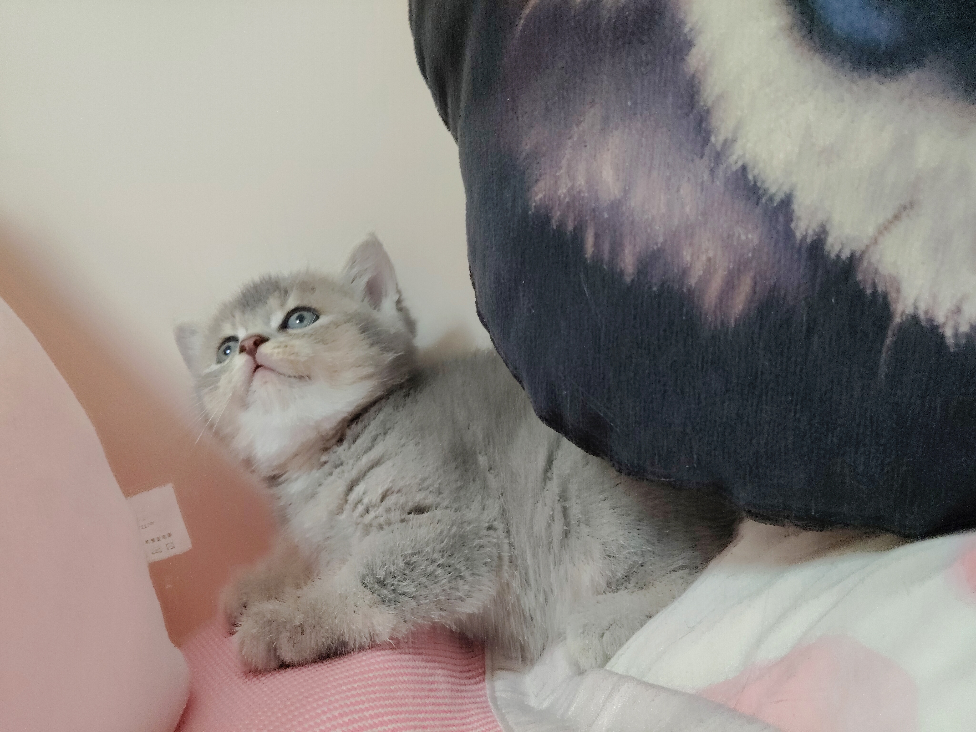 蓝金渐层弟弟